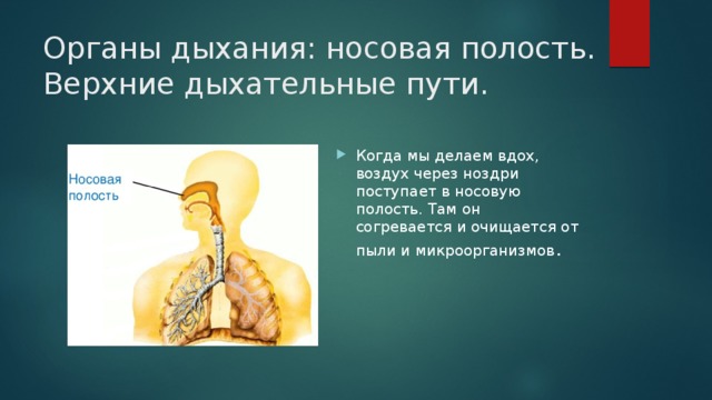 Вдыхаемый воздух в носовой полости благодаря густой сети капилляров в ее стенках обеззараживается