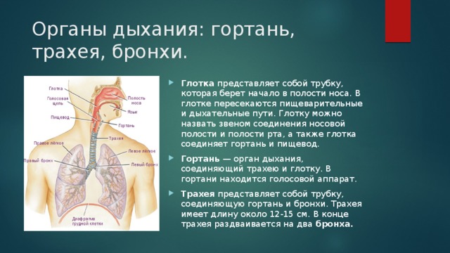 Дыхание через трахеи. Пищеварительные пути пересекаются в дыхательными в. Дыхательная трубка и пищеварительная трубка. Органы дыхания. Презентация окружающий мир. Органом дыхания не является гортань трахея.