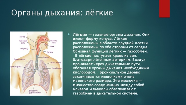 Роль легких. Лёгкие человека функции. Функции лёгких человека кратко. Функции легких кратко. Функции легких в дыхательной системе.