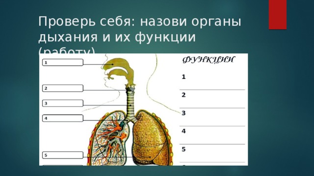 Проект органы дыхания 3 класс