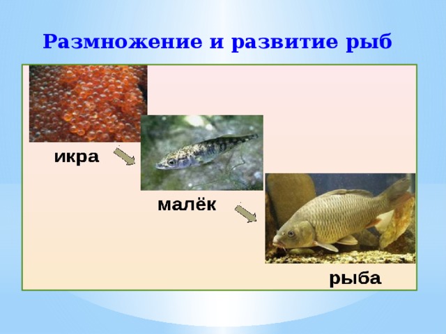Тип развития щуки. Икринка малек рыба. Развитие рыб. Размножение и развитие рыб. Схема развития рыбы.