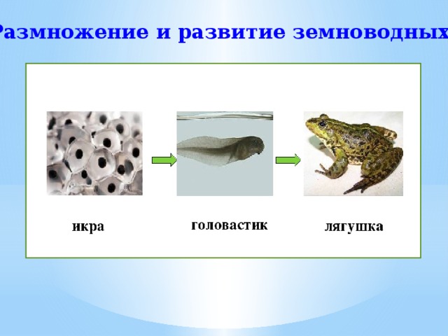 Размножение животных рыбы. Размножение и развитие земноводных. Этапы размножения земноводных. Схема развития земноводных. Размножение и развитие земноводных 3 класс окружающий мир.
