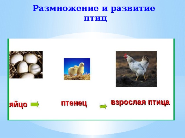 Размножение и развитие животных презентация 3 класс окружающий мир плешаков