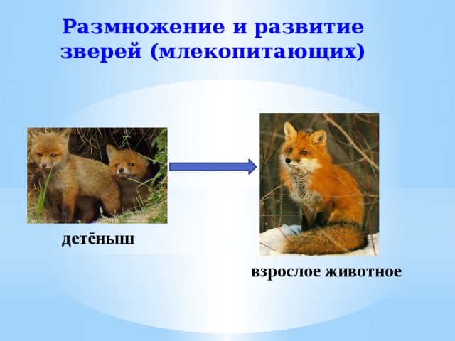 Окружающий мир 3 класс размножение животных презентация