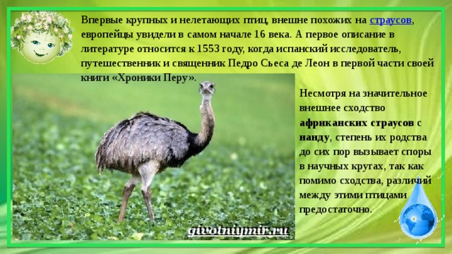 Когда европейцы впервые увидели его они сказали что у этого животного 2 хвоста