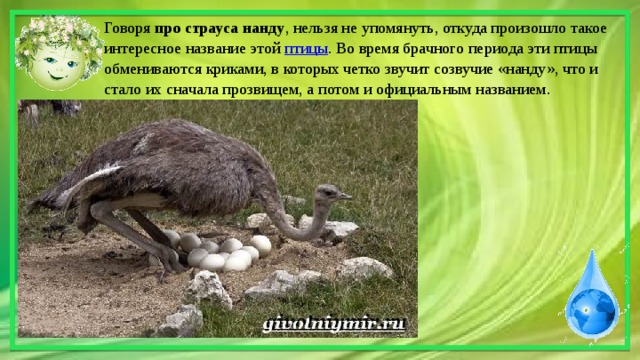 Презентация про страуса 7 класс