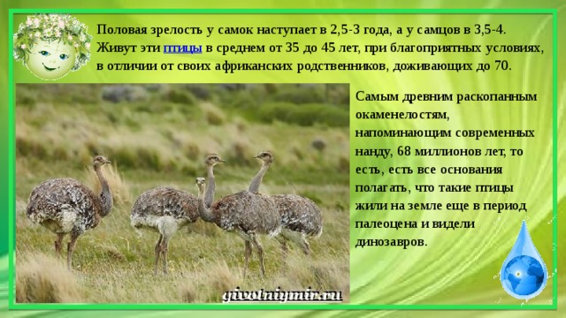 Отсутствует у страуса и нанду обеспечивает амортизацию. Страус нанду презентация. Эму и нанду различия. Страус нанду и эму отличия. Яйцо страуса нанду.