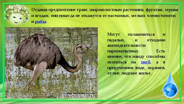 Презентация про страуса 7 класс