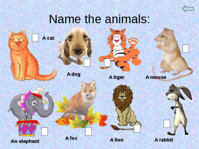 Name the animals: A cat A dog A mouse A tiger A fox A lion A rabbit An elephant 