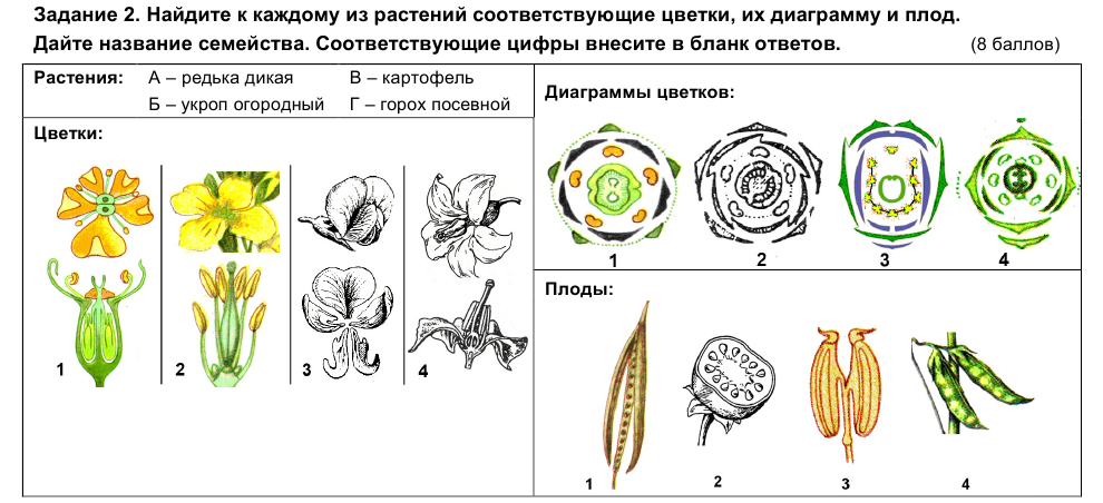 Крестоцветные относятся к классу двудольных