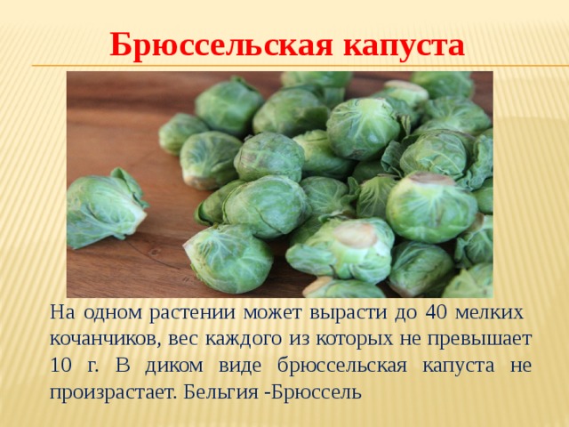 Брюссельская капуста схема посадки расстояние