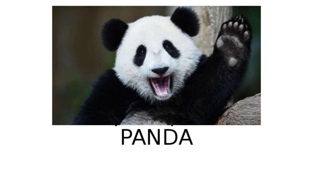 Today I will t e ll you about  PANDA   