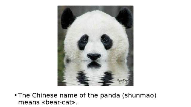 The Chinese name of the panda (shunmao) means «bear-cat». 