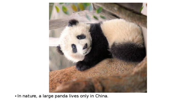 In nature, a large panda lives only in China. 