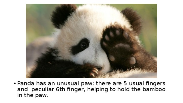 Panda has an unusual paw: there are 5 usual fingers and peculiar 6th finger, helping to hold the bamboo in the paw. 