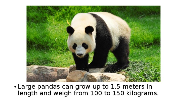 Large pandas can grow up to 1.5 meters in length and weigh from 100 to 150 kilograms. 