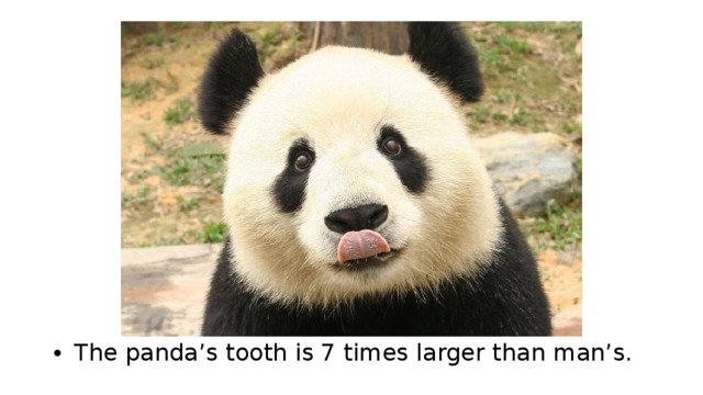 The panda’s tooth is 7 times larger than man’s. 