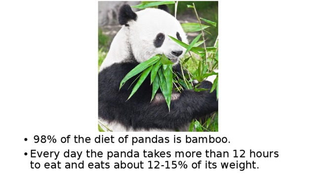  98% of the diet of pandas is bamboo. Every day the panda takes more than 12 hours to eat and eats about 12-15% of its weight. 