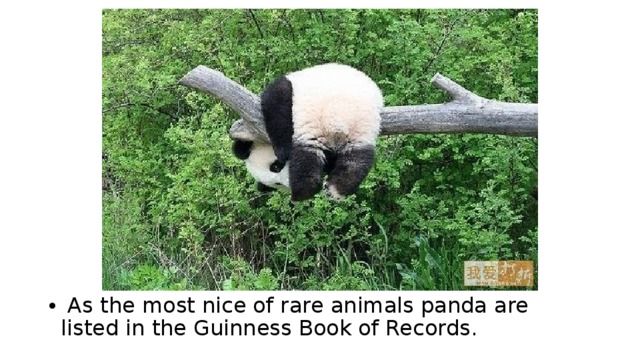  As the most nice of rare animals panda are listed in the Guinness Book of Records. 