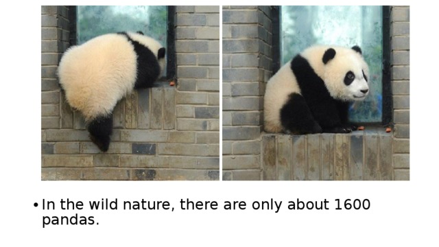 In the wild nature, there are only about 1600 pandas.  