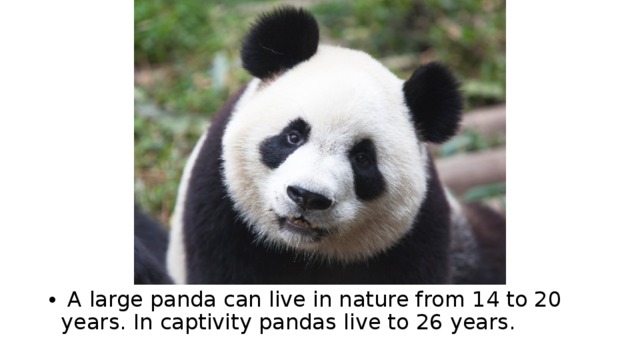 A large panda can live in nature from 14 to 20 years. In captivity pandas live to 26 years. 