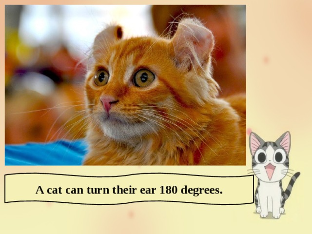 A cat can turn their ear 180 degrees. 