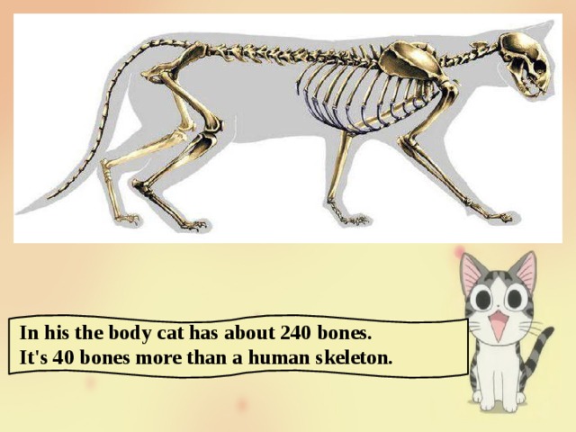 In his the body cat has about 240 bones. It's 40 bones more than a human skeleton. 