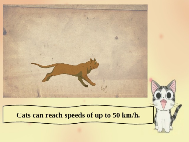 Cats can reach speeds of up to 50 km/h. 