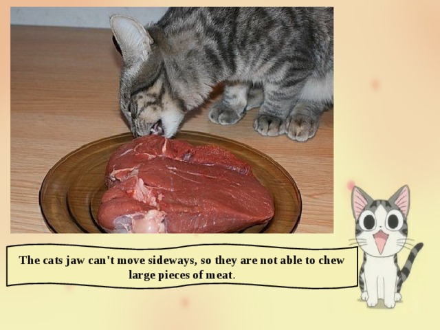The cats jaw can't move sideways, so they are not able to chew large pieces of meat . 