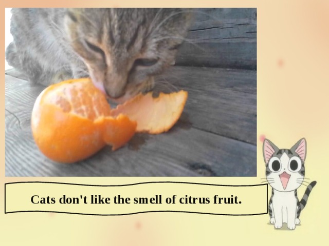 Cats don't like the smell of citrus fruit. 