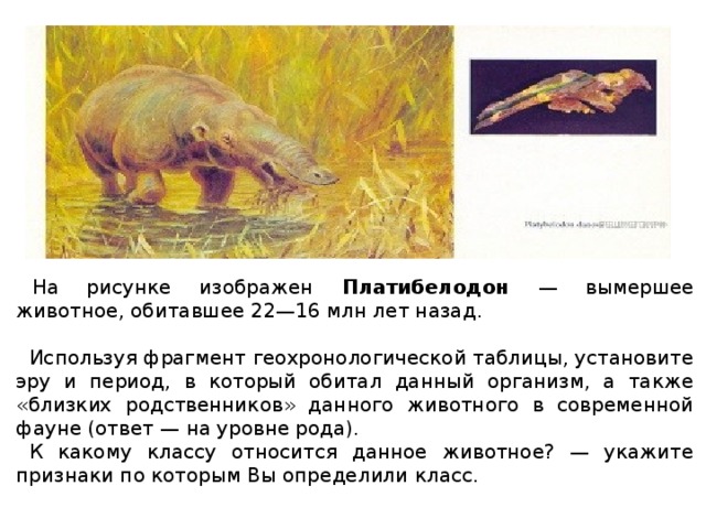  на рисунке изображен платибелодон — вымершее животное, обитавшее 22—16 млн лет назад. используя фрагмент геохронологической таблицы, установите эру и период, в который обитал данный организм, а также «близких родственников» данного животного в современной фауне (ответ — на уровне рода). к какому классу относится данное животное? — укажите признаки по которым вы определили класс. 