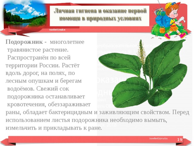 Известно что подорожник многолетнее травянистое растение используя эти сведения и рисунок