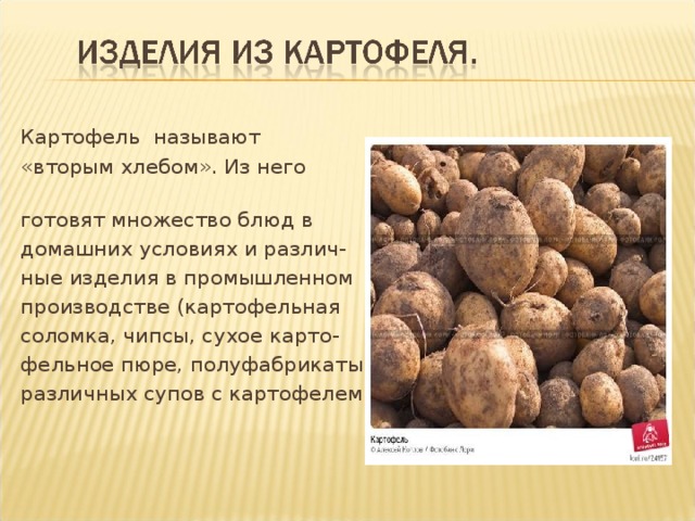 Включи про картошку. Информация о картошке. Картофель презентация. Проект картофель. Проект про картошку.