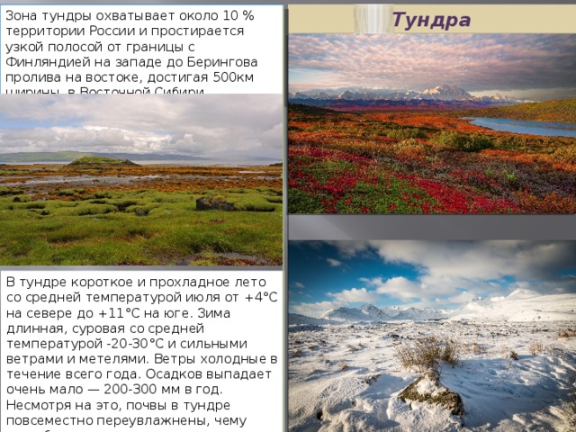 Температура в тундре зимой и летом. Зона тундры в России. Природные зоны России тундра. Природная зона тундра почва. Рельеф тундровой зоны.