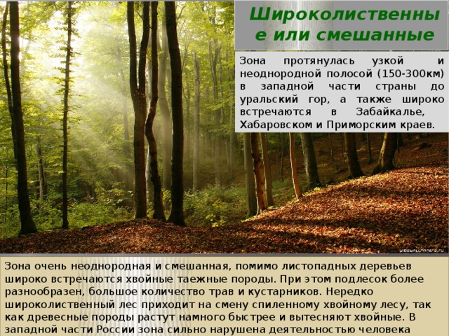 Широколиственные или смешанные леса Зона протянулась узкой и неоднородной полосой (150-300км) в западной части страны до уральский гор, а также широко встречаются в Забайкалье, Хабаровском и Приморским краев. Зона очень неоднородная и смешанная, помимо листопадных деревьев широко встречаются хвойные таежные породы. При этом подлесок более разнообразен, большое количество трав и кустарников. Нередко широколиственный лес приходит на смену спиленному хвойному лесу, так как древесные породы растут намного быстрее и вытесняют хвойные. В западной части России зона сильно нарушена деятельностью человека 