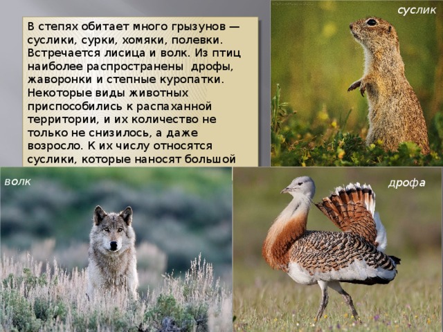 В какой природной зоне россии встречается лисица. Суслик обитает. Суслик обитает в степи. Суслик природная зона.