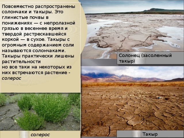 Солончаки почвы где. Солончаки Солонцы и солоди. Солончаки почвы природная зона. Солонцы и солончаки природная зона. Солончаки и такыры.