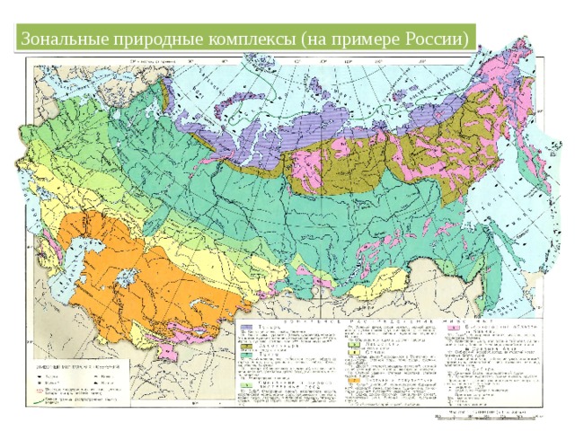 Зональные природные комплексы (на примере России) 