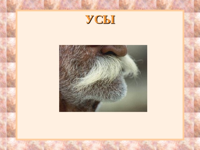 УСЫ 
