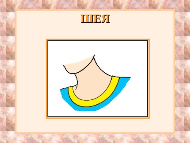 ШЕЯ 
