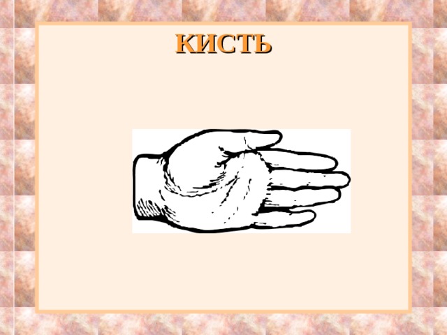 КИСТЬ 