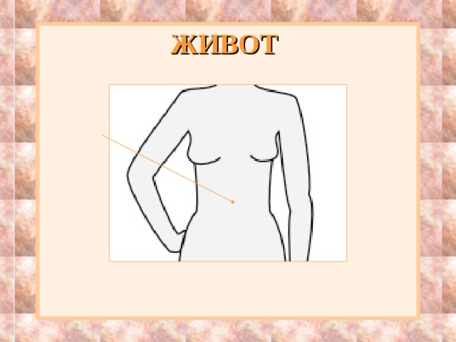 ЖИВОТ  