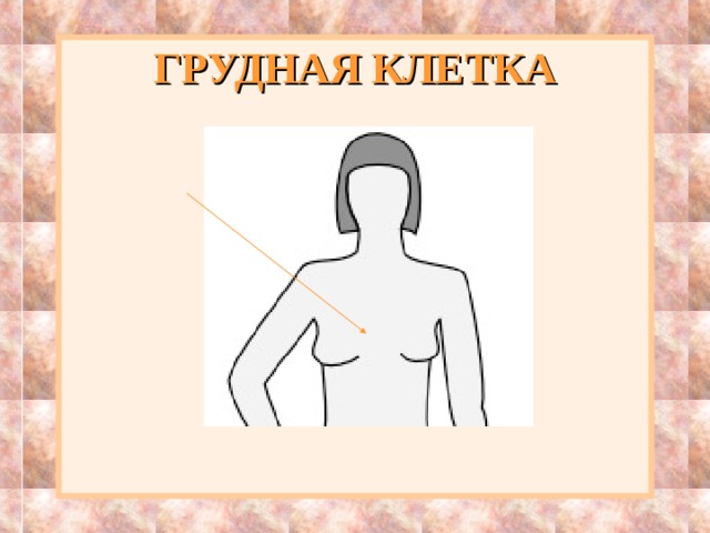 ГРУДНАЯ КЛЕТКА 