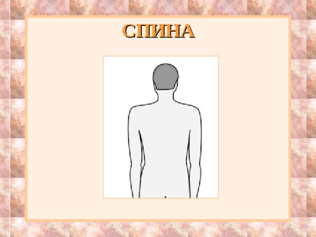 СПИНА 