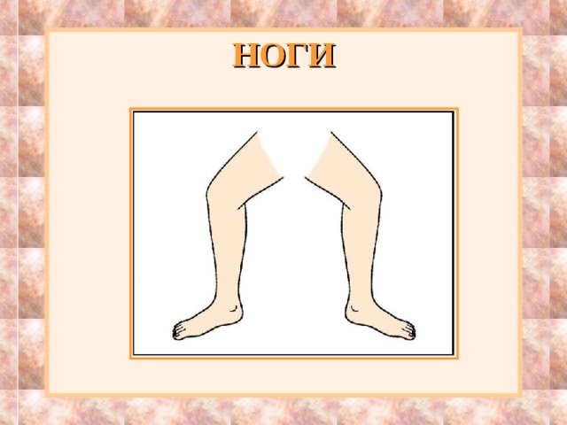 НОГИ 