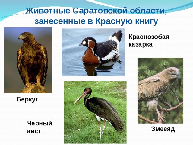 Животные из красной книги саратовской области фото