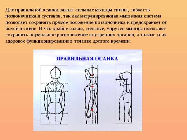 Для правильной осанки важны сильные мышцы спины, гибкость позвоночника и суставов, так как натренированная мышечная система позволяет сохранять прямое положение позвоночника и предохраняет от болей в спине. И что крайне важно, сильные, упругие мышцы помогают сохранить нормальное расположение внутренних органов, а значит, и их здоровое функционирование в течение долгого времени.   