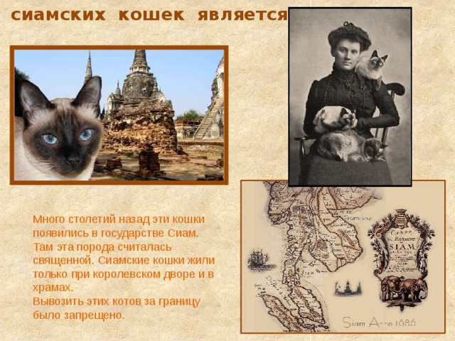  Родиной сиамских кошек является Таиланд Много столетий назад эти кошки появились в государстве Сиам. Там эта порода считалась священной. Сиамские кошки жили только при королевском дворе и в храмах. Вывозить этих котов за границу было запрещено. 