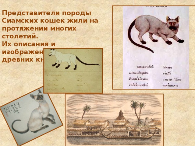 Представители породы Сиамских кошек жили на протяжении многих столетий.  Их описания и изображения находятся в древних книгах. 