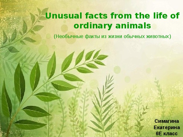 Unusual facts from the life of ordinary animals ( Необычные факты из жизни обычных животных ) Симагина Екатерина 6Е класс 